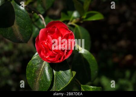 Camellia japonica, Kamelie, trovato nel giardino botanico Foto Stock