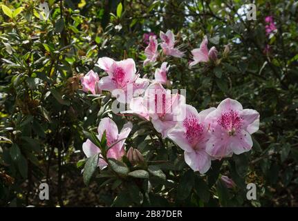 Rhodendron simsii, Indische Azalea auf Madeira Foto Stock