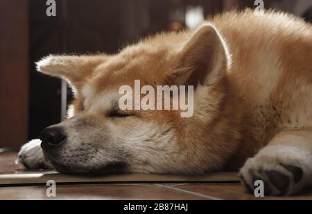 Primo piano sull'adorabile faccia del cane Akita inu che dorme sul pavimento Foto Stock