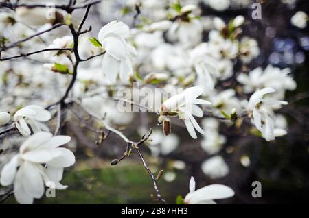 Bella magnolia bianco fiore. Fioritura magnolia tulipano albero. Fresco sfondo di primavera sulla natura all'aperto Foto Stock