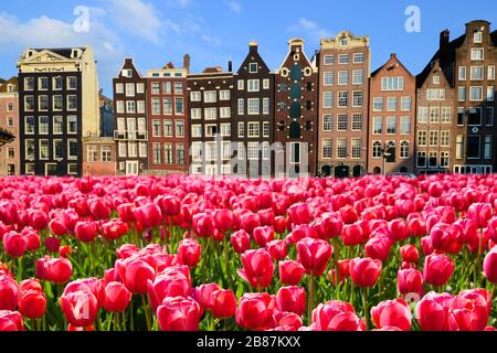 Vivaci tulipani rosa con case sui canali di Amsterdam, Paesi Bassi Foto Stock