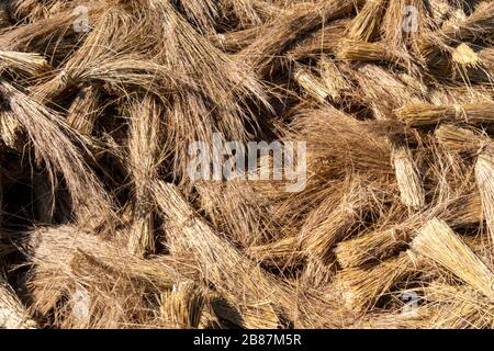 Tanto paglia preparata per il tetto a Eswatini, in Africa Foto Stock