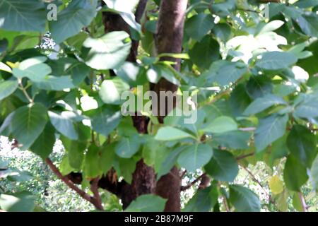 Blurry Teak albero fattoria foresta per sfondo, blurred Teak albero piantagione Foto Stock