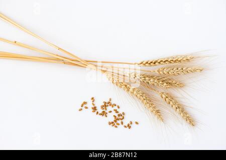 Stocchi di grano isolati su bianco Foto Stock