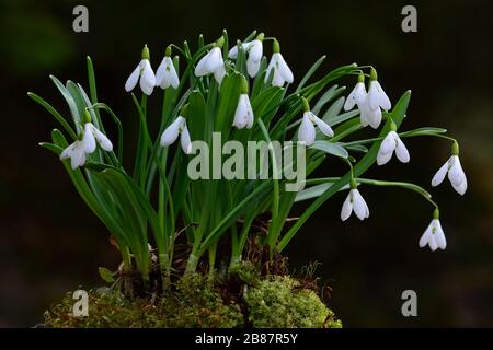 Gruppo di primi fiori di Snowdrops primavera in muschio su sfondo scuro, vista ravvicinata Foto Stock