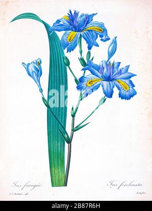 Dipinto a mano del XIX secolo, illustrazione di un fiore Fringe Iris (Iris fimbriata syn Iris japonica), di Pierre-Joseph Redoute. Pubblicato in Choix Des Plus Belles Fleurs, Parigi (1827). Di Redouté, Pierre Joseph, 1759-1840.; Chapuis, Jean Baptiste.; Ernest Panckoucke.; Langois, Dr.; Bessin, R.; Victor, fl. Ca. 1820-1850. Foto Stock