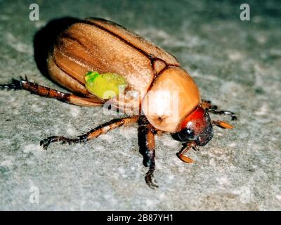 Un'immagine del coleottero Foto Stock