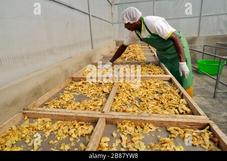 Sri Lanka, Monaragala, fabbrica di spezie, essiccazione dello zenzero Foto Stock