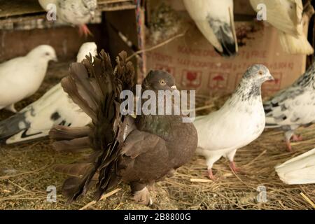 Bellissimo piccione fantasail grigio in gabbia Foto Stock