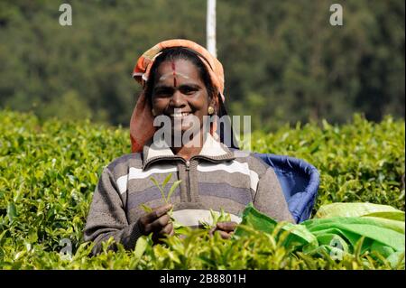 Sri Lanka, Nuwara Eliya, piantagione di tè, Tamil Woman che raccoglie le foglie di tè Foto Stock