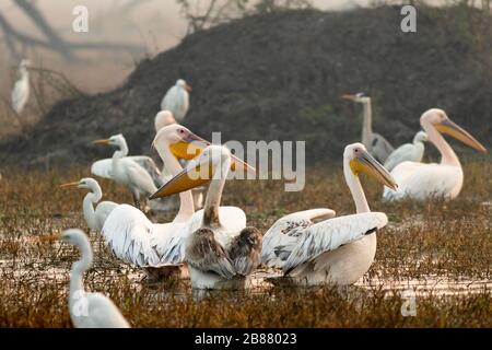 Pellicani a Bharatpur Foto Stock