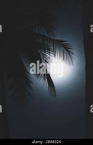 Silhouette con palmo nero davanti al chiaro di luna e al cielo notturno nero. I rami di palma sono poco sfocati a causa della lunga esposizione Foto Stock