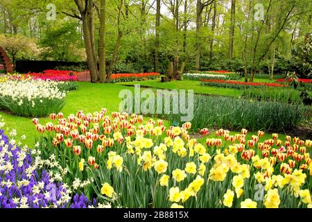 Colorati fiori primaverili ai Giardini Keukenhof, Paesi Bassi Foto Stock