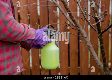 Trattamento dei pesticidi, controllo dei parassiti, sterminio degli insetti sugli alberi da frutto nel giardino, nebulizzazione di veleno da una bottiglia spray, mani ravvicinate. Foto Stock