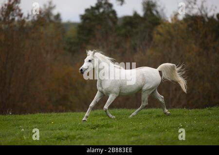 Stallone grigio arabo di purosangue trotto sul prato autunnale; Assia, Germania Foto Stock