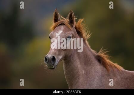 Giovane stallone arabo purosangue in autunno; Assia; Germania Foto Stock