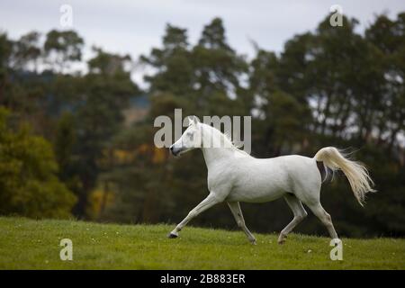 Stallone grigio arabo di purosangue trotto sul prato autunnale; Assia, Germania Foto Stock