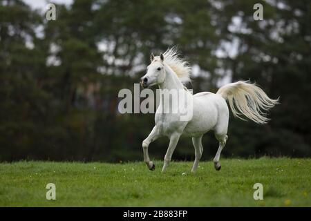 Stallone grigio arabo di purosangue che si gallopa sul prato autunnale; Assia, Germania Foto Stock