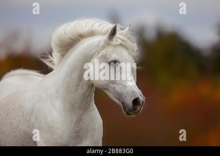 Stallone grigio arabo purosangue in autunno; Assia, Germania Foto Stock