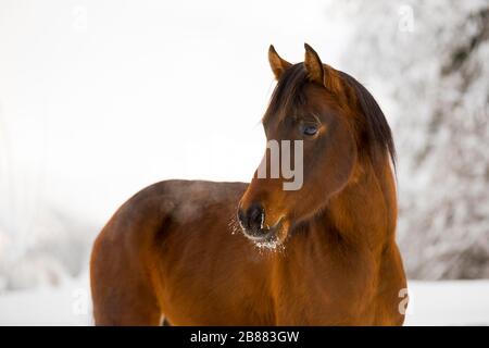 Giovane stallone arabo Thoroughbred in inverno sul paddock, Tirolo, Austria Foto Stock