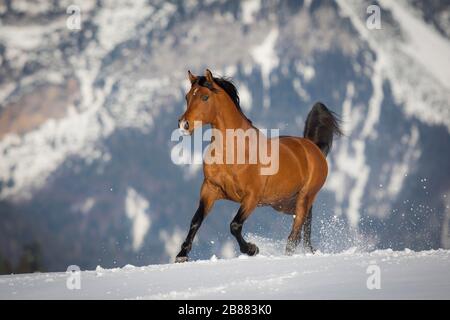 Stallone arabo di purosangue che gallopa sulla neve in inverno, Tirolo, Austria Foto Stock