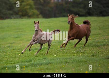 Il giovane stallone arabo di Thoroughbred infuria con sua madre attraverso il pascolo autunnale; Assia; Germania Foto Stock