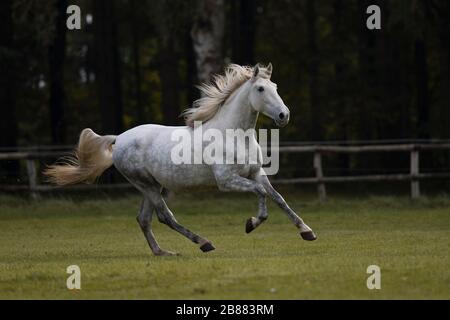 Pura Raza Espanola galoppo grigio nel paddock in autunno, Triventhal, Germania Foto Stock