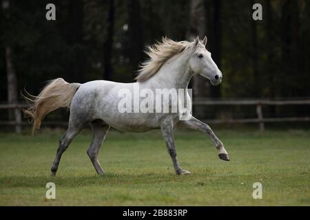 Pura Raza Espanola galoppo grigio nel paddock in autunno, Triventhal, Germania Foto Stock