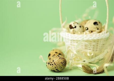 Cesto di vimini bianco pieno di paglia, uova di quaglia su sfondo verde. Il concetto di Pasqua. Carta di Pasqua.spazio di copia. Foto Stock