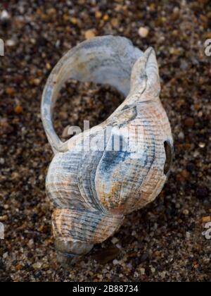 Seashell si è lavato sulla spiaggia a Sandilands, Lincolnshire, Regno Unito Foto Stock