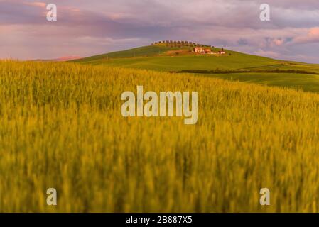 Val D'Orcia in Toscana, campo di grano con fattoria al tramonto dopo la pioggia con nuvole scure, focalizzata sullo sfondo Foto Stock