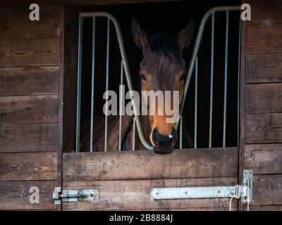 Horse guardando fuori dalla porta stabile, Scozia, Regno Unito Foto Stock