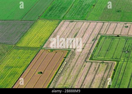 Vista aerea sui terreni agricoli che mostra i percorsi dei trattori in parcelle agricole / appezzamenti di terreno con colture di cereali e campi di grano / campi di mais in estate Foto Stock