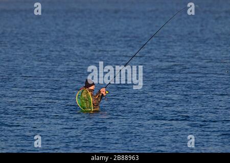 Pescatore / pescatore con canna da pesca vita profonda per trota di mare (Salmo trutta morfa trutta) in acqua di mare in inverno Foto Stock