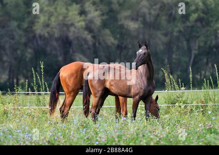 Due teke akhal razza cavalli, baia e castagno, in piedi nel campo libero. Ritratto animale. Foto Stock