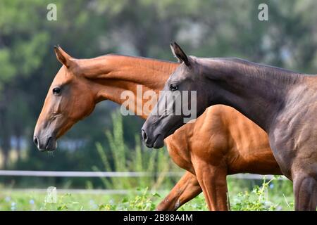 Due teke akhal razza cavalli, baia e castagna, che corre nel campo libero. Ritratto animale. Foto Stock