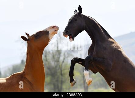 Due giovani stalloni di razza teke di akhal stanno combattendo, alzandosi e mordicchiandosi l'un l'altro. Ritratto animale. Foto Stock