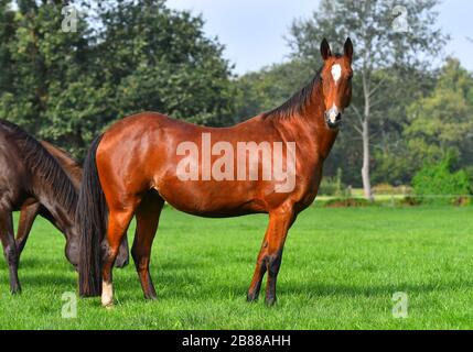Bay akhal teke razza cavallo in piedi nel campo verde brillante in estate vicino alla mandria. Ritratto animale. Foto Stock