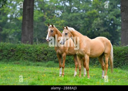 Due cavalli di razza palomino akhal razza che si trovano ancora nel parco e guardare. Foto Stock