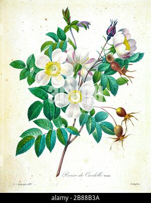 Dipinto a mano del XIX secolo, illustrazione di un fiore di rosa candolleana, di Pierre-Joseph Redoute. Pubblicato in Choix Des Plus Belles Fleurs, Parigi (1827). Di Redouté, Pierre Joseph, 1759-1840.; Chapuis, Jean Baptiste.; Ernest Panckoucke.; Langois, Dr.; Bessin, R.; Victor, fl. Ca. 1820-1850. Foto Stock