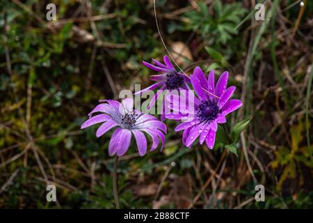 Fiore di Hortensis viola di Anemone Foto Stock