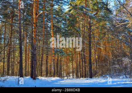 Wintry pineta innevata in giornata di sole. L'aria gelida sana è riempita di sostanze volatili e battericide secrete da conifere sempreverdi. Camminare Foto Stock