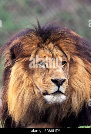 Un leone africano maschile, Panthera leo, fissando. Cape May County Park & Zoo, Cape May Courthouse, New Jersey, Stati Uniti Foto Stock