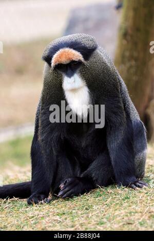 La scimmia di De Brazza, Cercopithecus trascurectus. Cape May County Park and Zoo, Cape May Courthouse, New Jersey, Stati Uniti Foto Stock