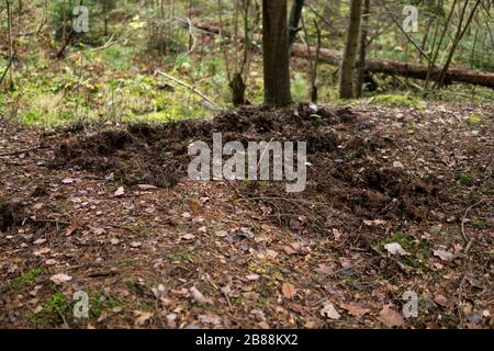 Effetti del burrowing nel terreno all'interno di una foresta da cinghiale nella riserva naturale di Rosochacz in Polonia Foto Stock