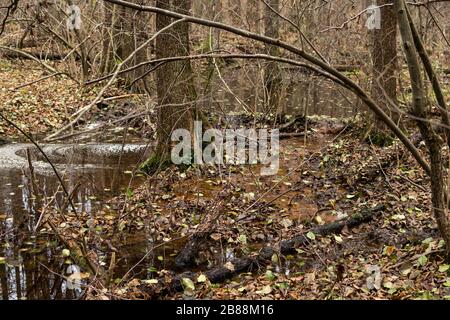 diga di beaver su un piccolo fiume all'interno di una foresta durante la stagione autunnale Foto Stock