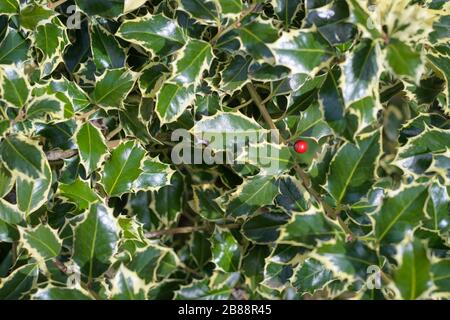 Agrifoglio di agrifoglio (Ilex aquifolium) con s singolo bacca rossa brillante Foto Stock