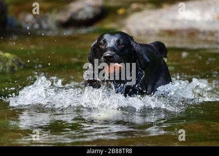 Ritratto di un Labrador nero bagnato che scorre attraverso un fiume con una roccia in bocca Foto Stock