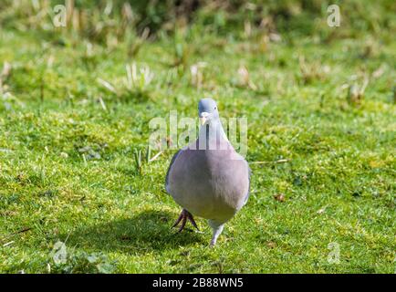 Legno comune Pigeon Columba palumbus cercando cibo su un prato d'erba. Foto Stock