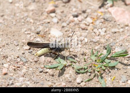 Rangeland Grasshopper (Arphia conspersa) con le ali di speckle a terra su sporco e ghiaia in Colorado Foto Stock